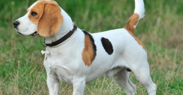 Calcul de l'âge humain d'un chien Beagle