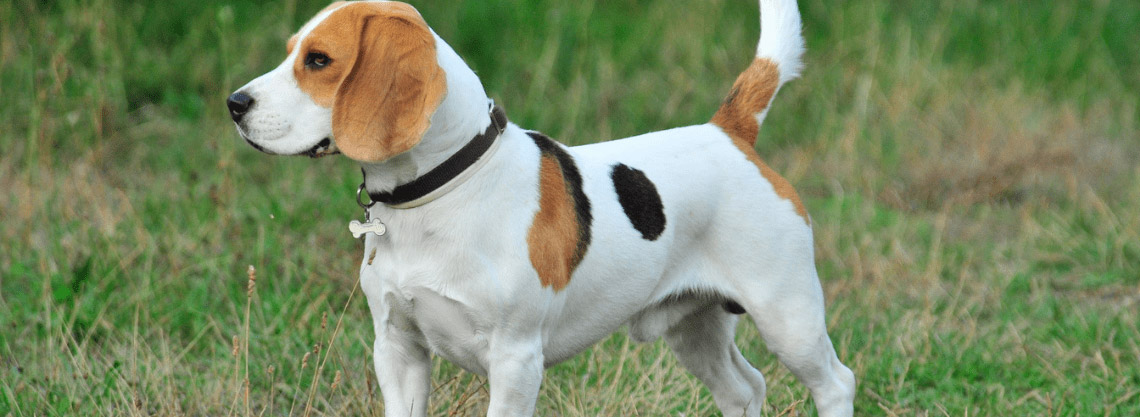 Calcul de l'âge humain d'un chien Beagle