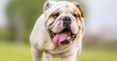Calcul de l'âge humain d'un bulldog anglais selon son âge réel