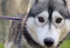 Calcul de l'âge humain d'un Husky de Sibérie selon son âge réel