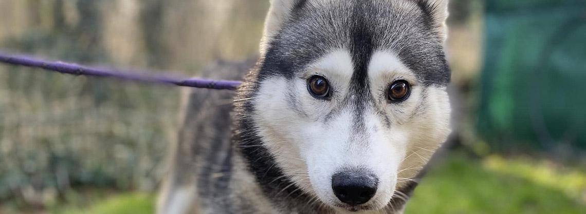 Calcul de l'âge humain d'un Husky de Sibérie selon son âge réel